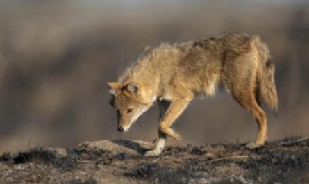 9 Spiritual Meanings of Dreaming About Being Chased by Wolves