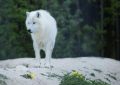 9 Spiritual Meanings of Dreaming of a White Wolf