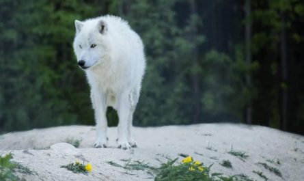 9 Spiritual Meanings of Dreaming of a White Wolf