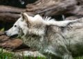 9 Spiritual Meanings of Dreaming of a Wolf Running Away