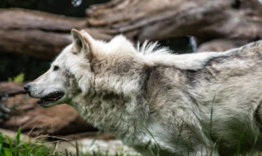9 Spiritual Meanings of Dreaming of a Wolf Running Away