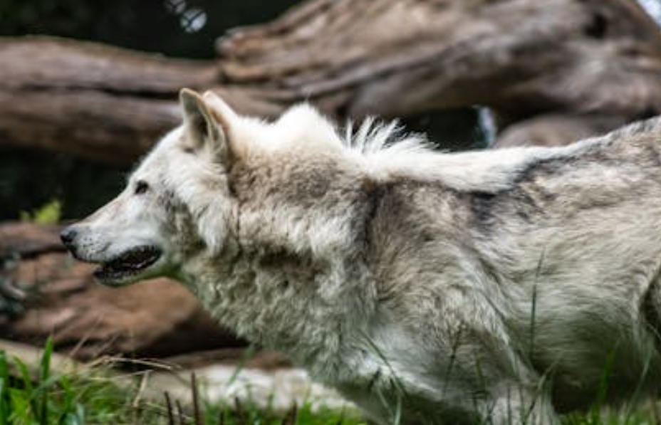 9 Spiritual Meanings of Dreaming of a Wolf Running Away