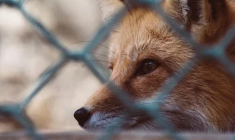 10 Spiritual Meanings of Dreaming About Foxes