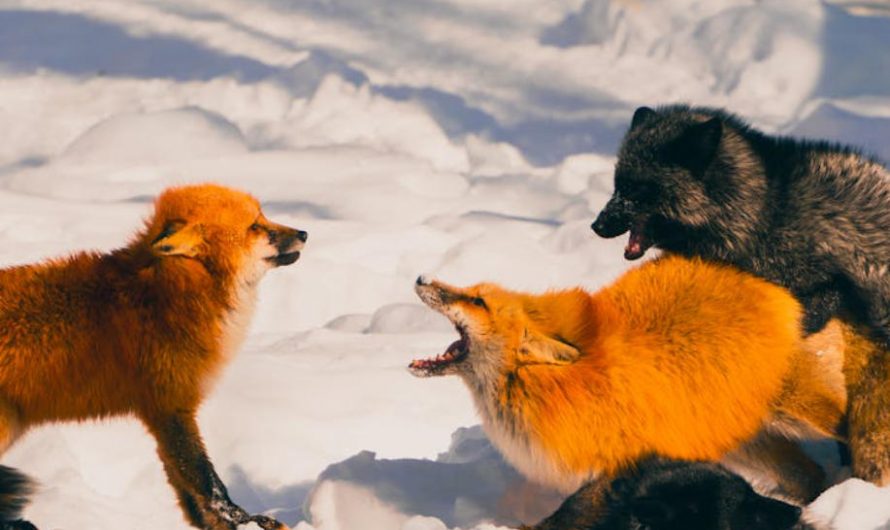 9 Spiritual Meanings of Dreaming About Catching a Fox