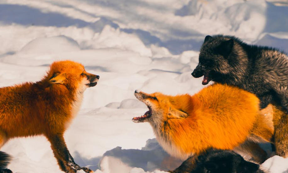 9 Spiritual Meanings of Dreaming About Catching a Fox