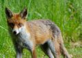 10 Spiritual Meanings of Dreaming About Killing a Fox