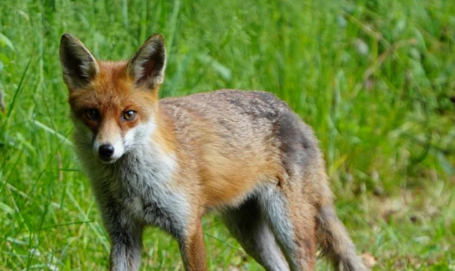 10 Spiritual Meanings of Dreaming About Killing a Fox