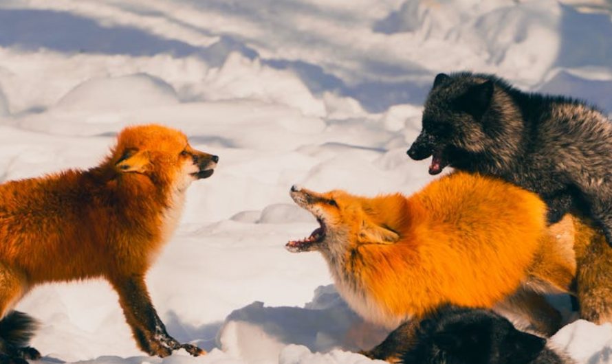 8 Spiritual Meanings of Dreaming of Being Bitten by a Fox