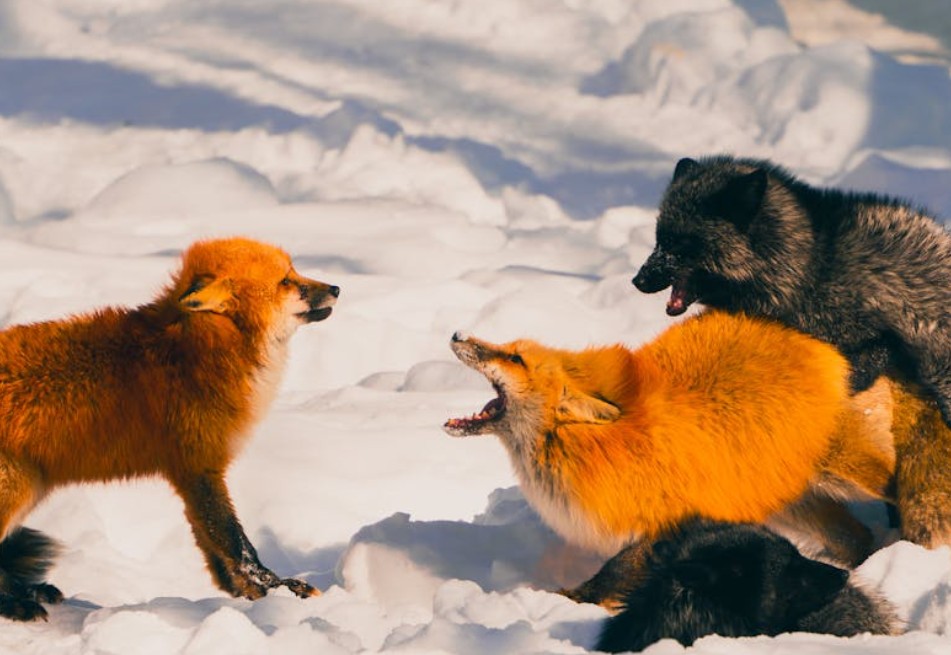 8 Spiritual Meanings of Dreaming of Being Bitten by a Fox