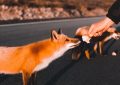 9 Spiritual Meanings of Dreaming of Being Chased by a Fox