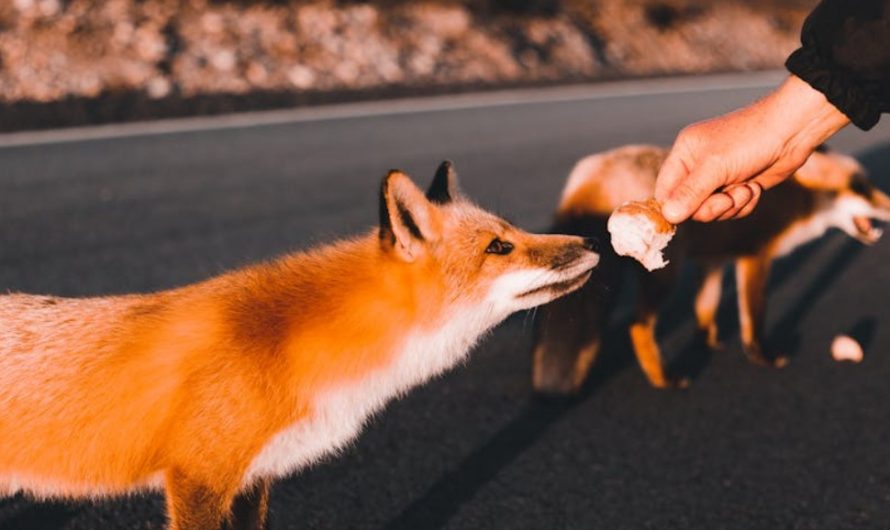 9 Spiritual Meanings of Dreaming of Being Chased by a Fox