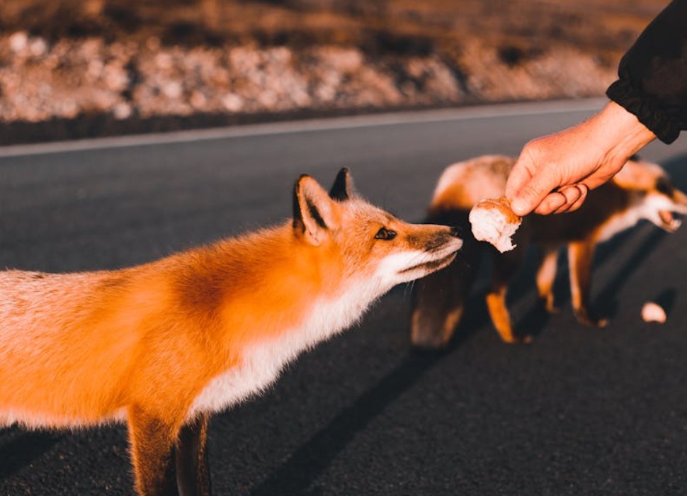 9 Spiritual Meanings of Dreaming of Being Chased by a Fox