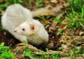 9 Spiritual Meanings of Dreaming of a Weasel