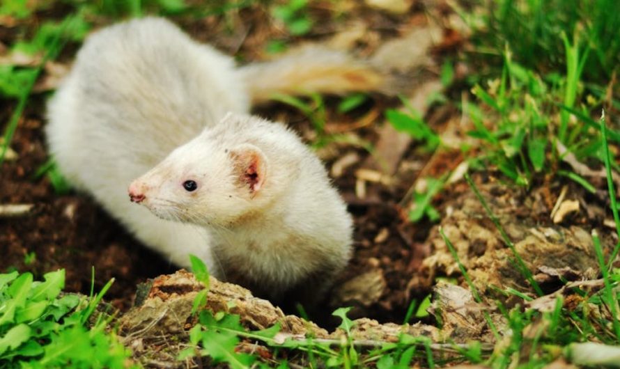 9 Spiritual Meanings of Dreaming of a Weasel