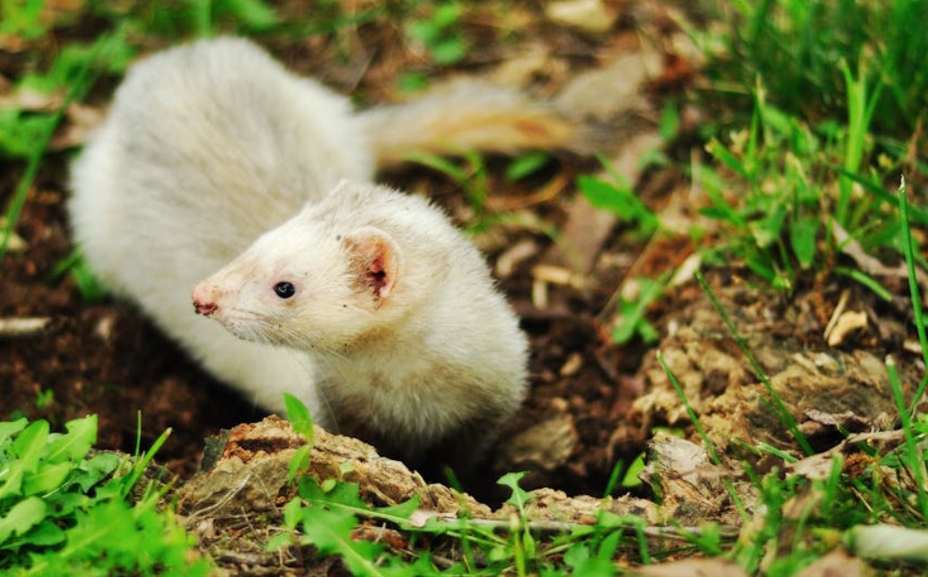 9 Spiritual Meanings of Dreaming of a Weasel
