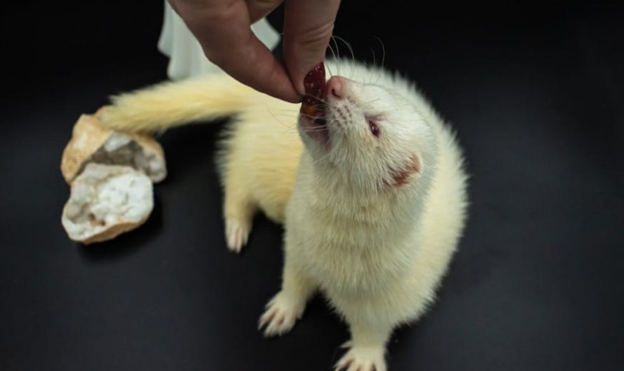 9 Spiritual Meanings of Dreaming of Ferrets