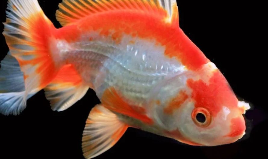 9 spiritual meanings of dreaming about goldfish