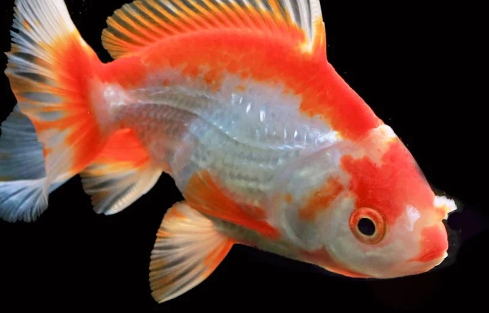 9 spiritual meanings of dreaming about goldfish