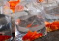 5 Spiritual Meanings of Dreaming About Catching Goldfish