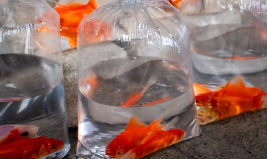 5 Spiritual Meanings of Dreaming About Catching Goldfish