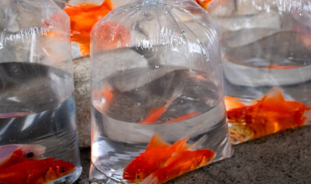 5 Spiritual Meanings of Dreaming About Catching Goldfish