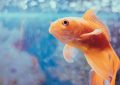 9 spiritual meanings of dreaming about a large goldfish