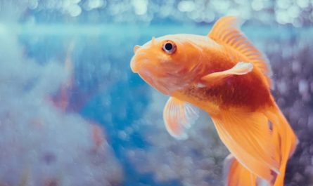 9 spiritual meanings of dreaming about a large goldfish