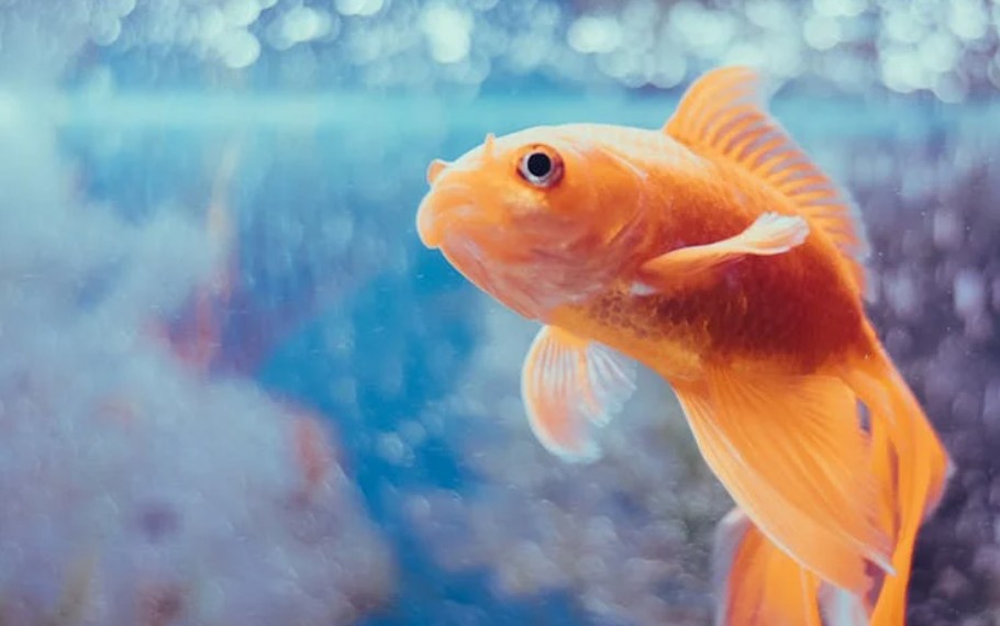 9 spiritual meanings of dreaming about a large goldfish