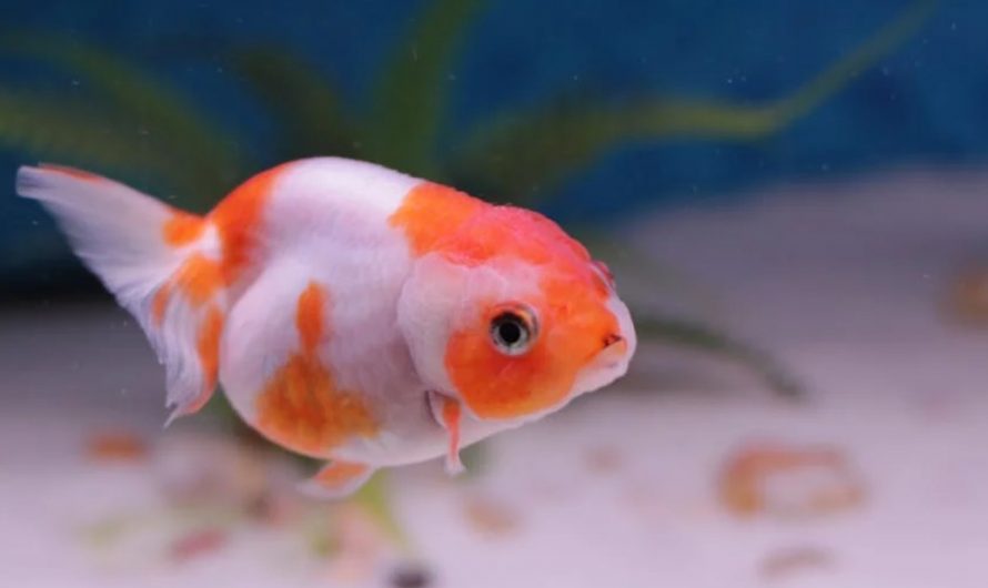9 spiritual meanings of dreaming about red goldfish