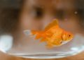 9 Spiritual Meanings of Dreaming About Goldfish in a Fish Tank