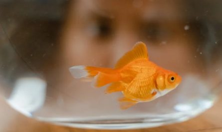9 Spiritual Meanings of Dreaming About Goldfish in a Fish Tank