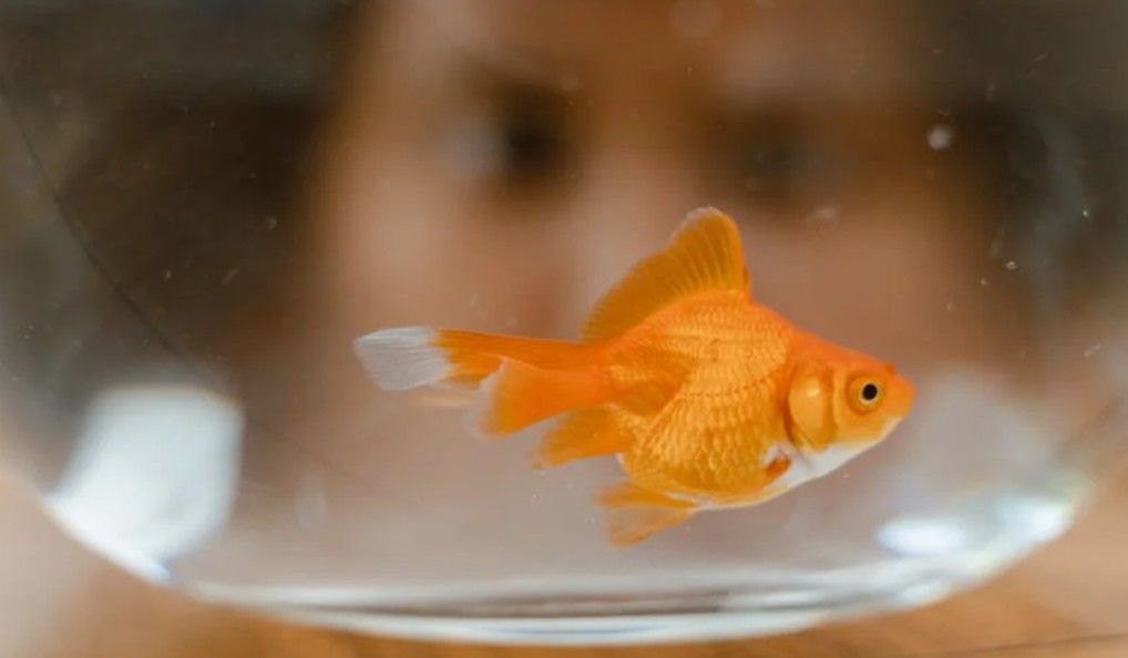9 Spiritual Meanings of Dreaming About Goldfish in a Fish Tank