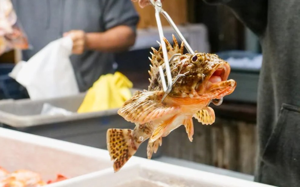 9 symbolic meanings of dreaming about buying fish