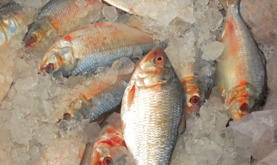 9 symbolic meanings of dreaming about receiving a fish as a gift