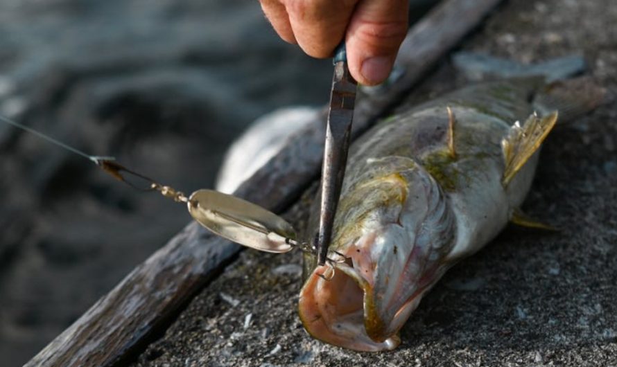 9 Symbolic Meanings of Dreaming About Fishing