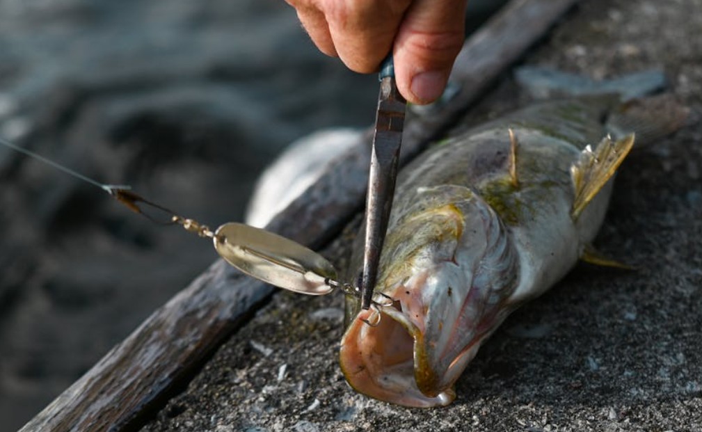 9 Symbolic Meanings of Dreaming About Fishing