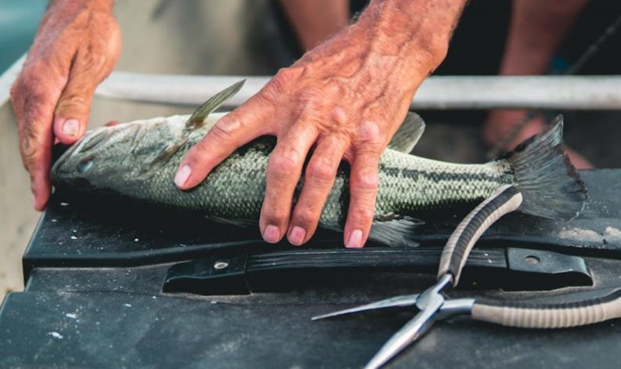 9 symbolic meanings of dreaming about cutting fish