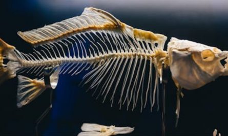 9 symbolic meanings of Dreaming of Pulling Out a Fishbone