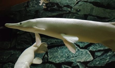 9 symbolic meanings of dreaming about seeing fish