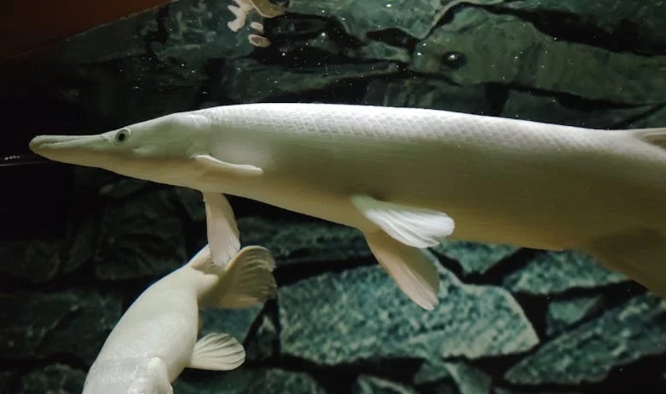 9 symbolic meanings of dreaming about seeing fish