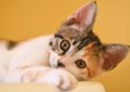 9 Symbolic Meanings of Dreaming About Kittens