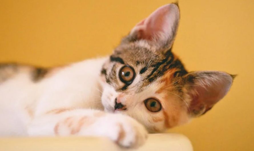 9 Symbolic Meanings of Dreaming About Kittens