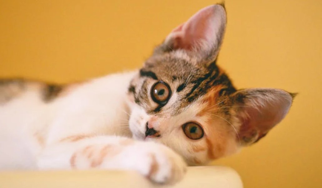 9 Symbolic Meanings of Dreaming About Kittens