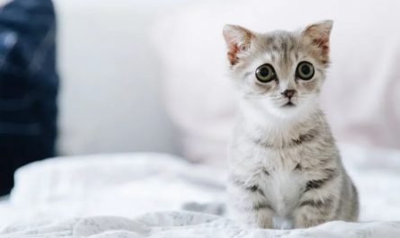 9 symbolic meanings of dreaming about raising a kitten