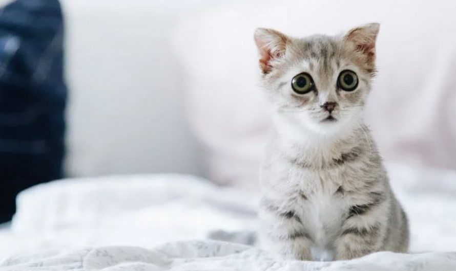 9 symbolic meanings of dreaming about raising a kitten