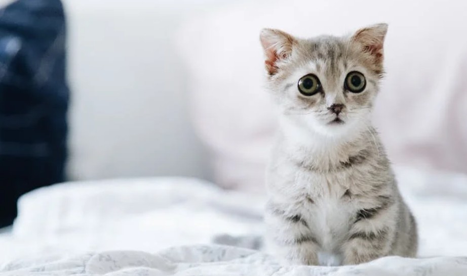 9 symbolic meanings of dreaming about raising a kitten
