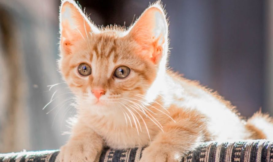 12 Spiritual Meanings of Dreaming About Killing a Kitten
