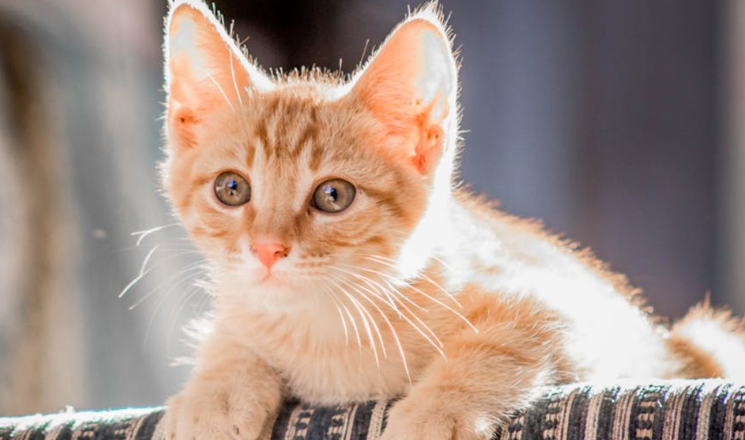 12 Spiritual Meanings of Dreaming About Killing a Kitten