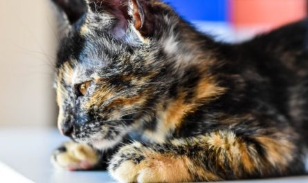 12 Spiritual Meanings of Dreaming About a Dead Kitten