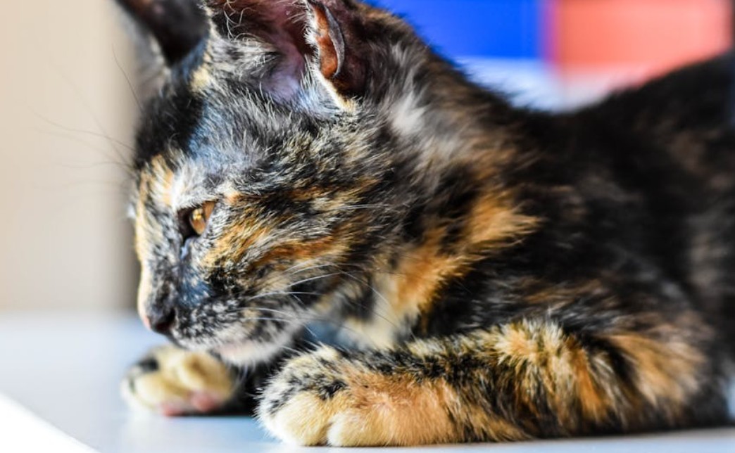 12 Spiritual Meanings of Dreaming About a Dead Kitten